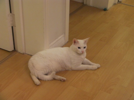 white cat laying down